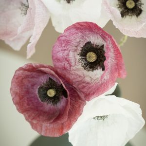 KORNVALLMO 'Mother Of Pearl'