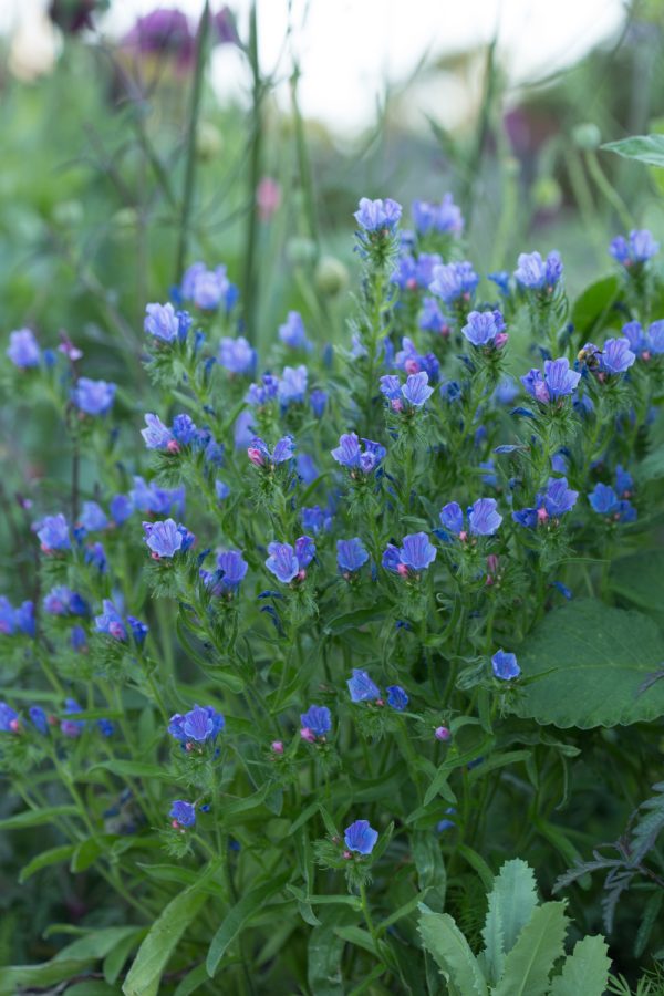 SNOKÖRT 'Blue Bedder' - Bild 2