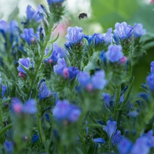 SNOKÖRT 'Blue Bedder'