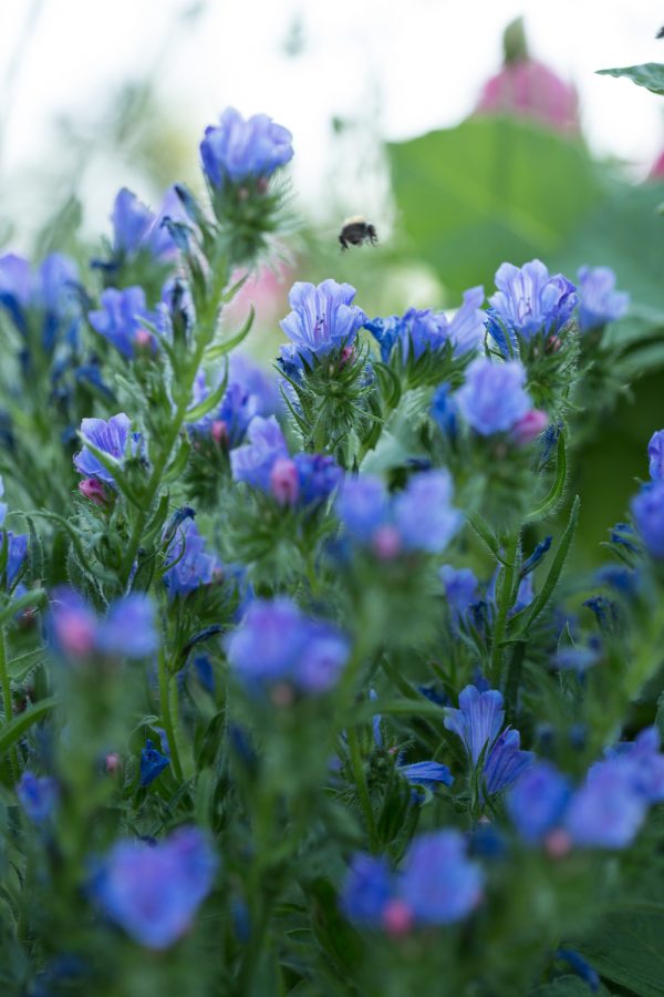 SNOKÖRT 'Blue Bedder'