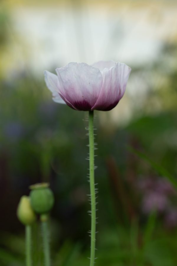 PIONVALLMO 'Candy Floss' - Bild 3