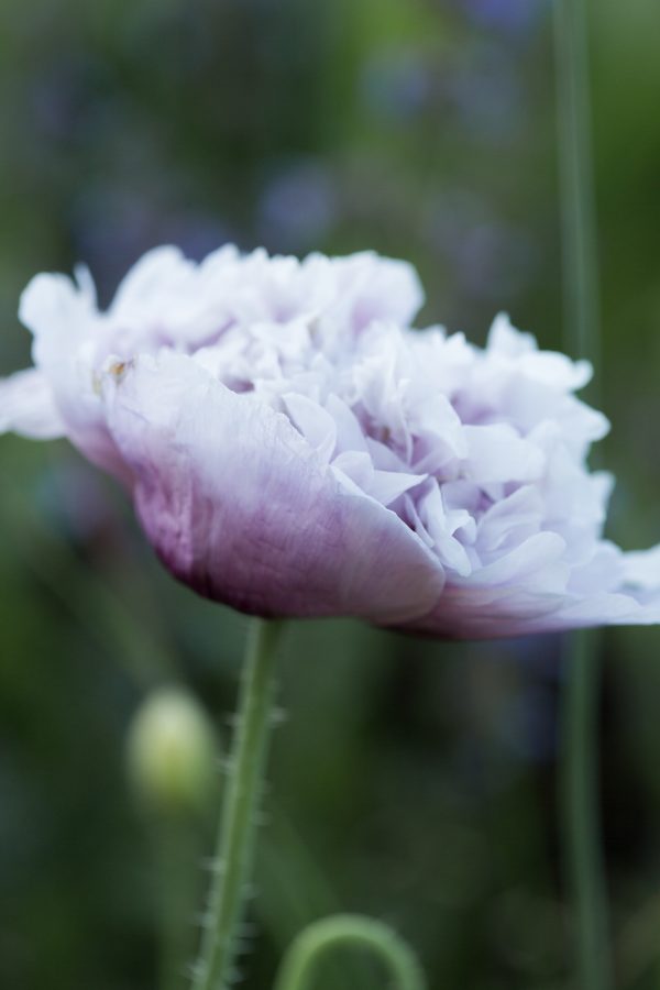 PIONVALLMO 'Candy Floss' - Bild 5