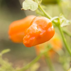CHILI 'Aji Mango'