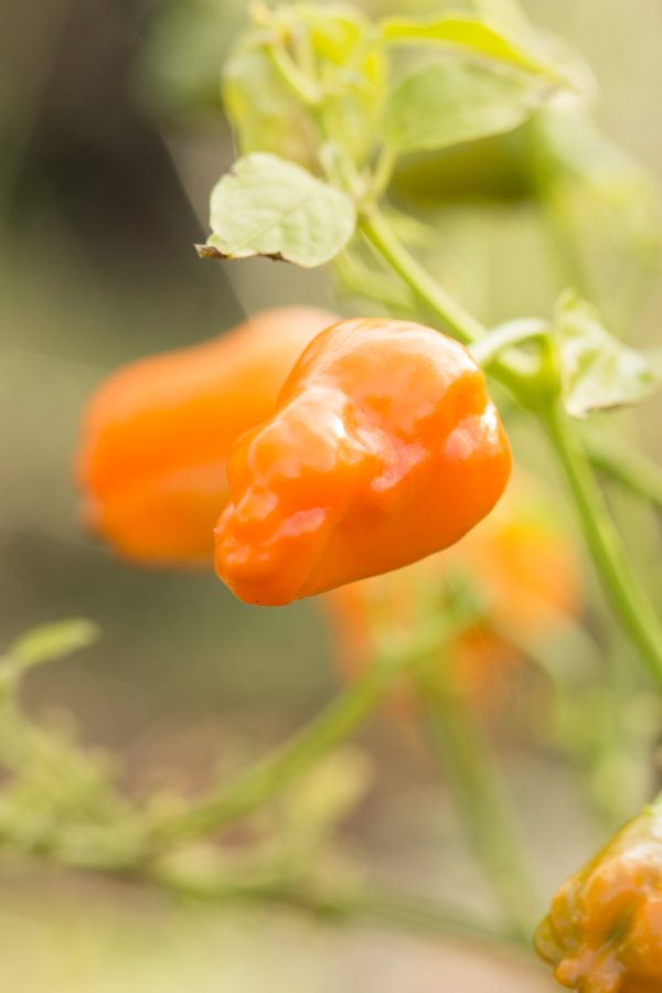 CHILI 'Aji Mango'