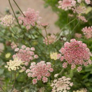 BLOMSTERMOROT 'Dara'