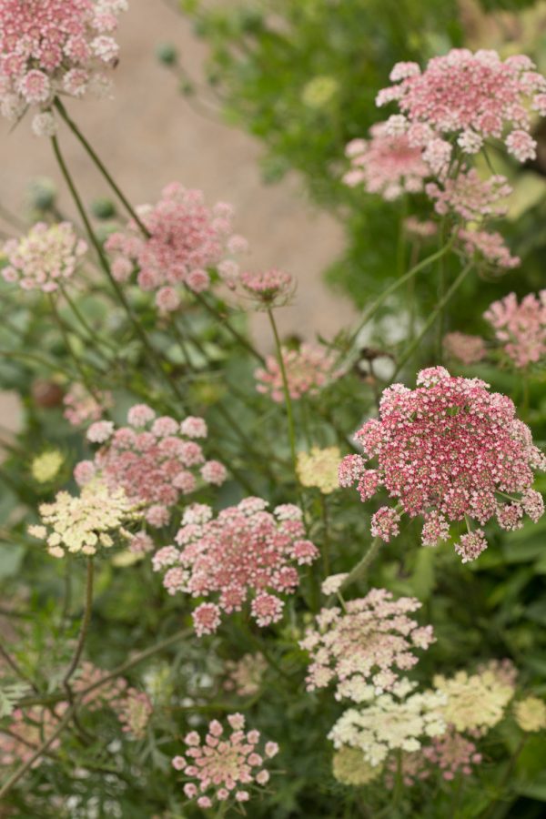 BLOMSTERMOROT 'Dara'