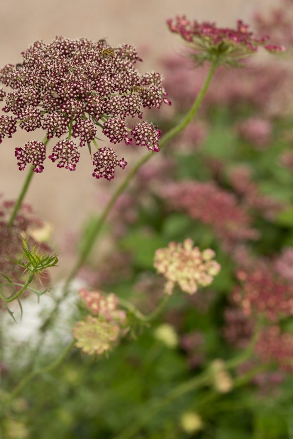 BLOMSTERMOROT 'Dara' - Bild 2
