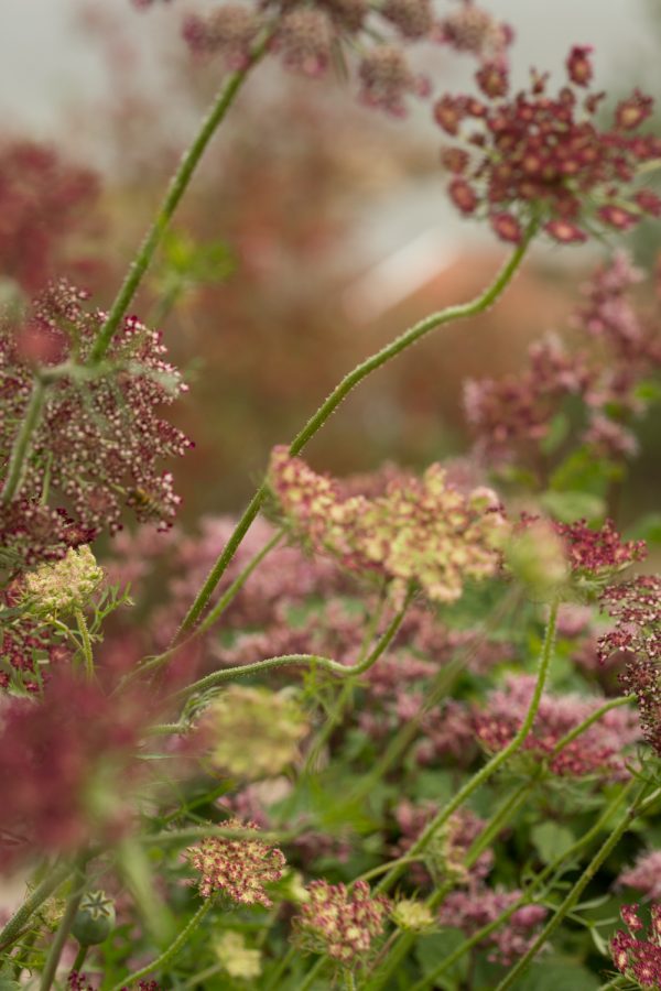BLOMSTERMOROT 'Dara' - Bild 5