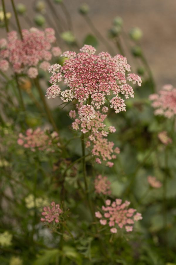 BLOMSTERMOROT 'Dara' - Bild 4