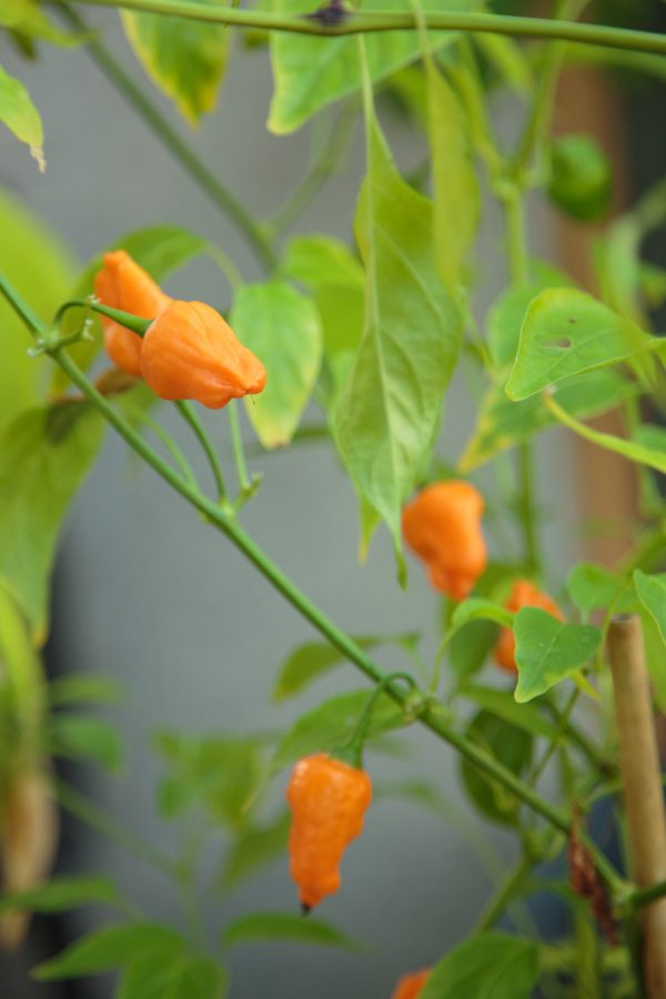 CHILI 'Aji Mango' - Bild 3
