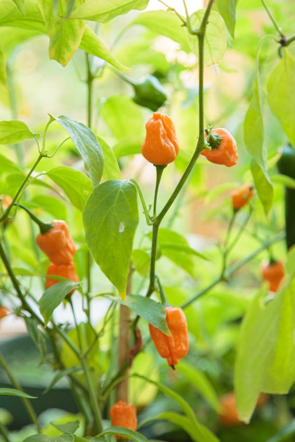 CHILI 'Aji Mango' - Bild 2