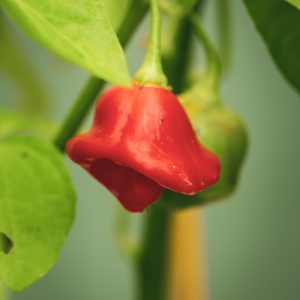 CHILI 'Jamaican Bell'