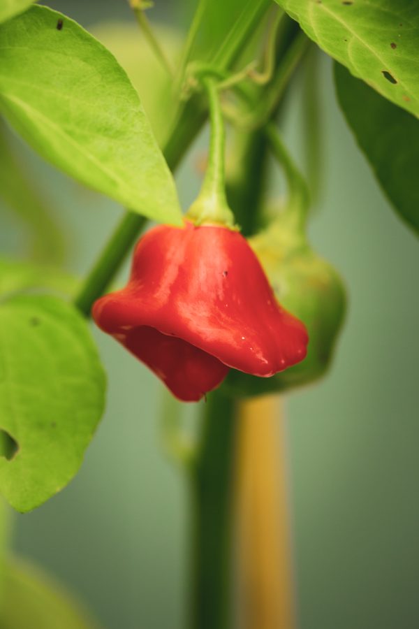 CHILI 'Jamaican Bell'