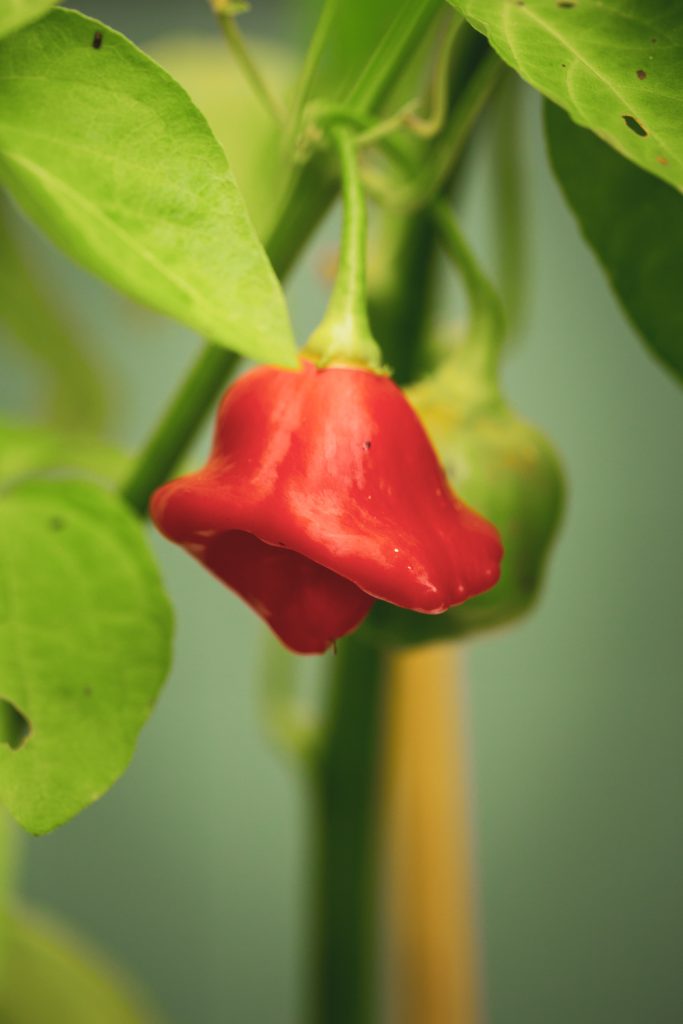 CHILI 'Jamaican Bell'