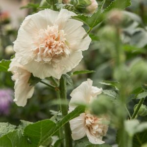 STOCKROS 'Majorette Double Champagne'