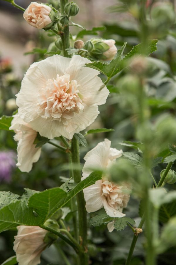 STOCKROS 'Majorette Double Champagne'