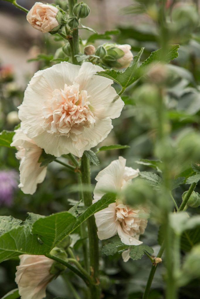 STOCKROS 'Majorette Double Champagne'