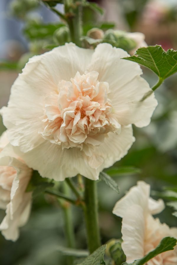 STOCKROS 'Majorette Double Champagne' - Bild 2