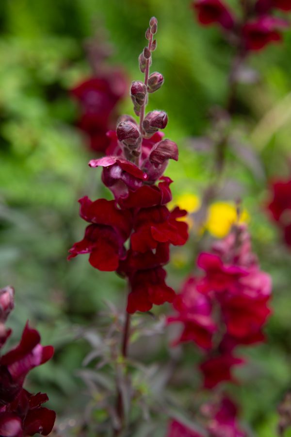LEJONGAP 'Black Prince'