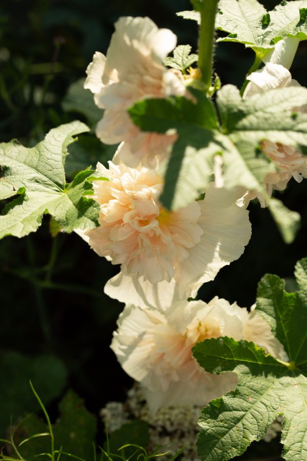 STOCKROS 'Majorette Double Champagne' - Bild 3