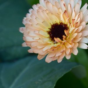 RINGBLOMMA 'Bronzed Beauty'