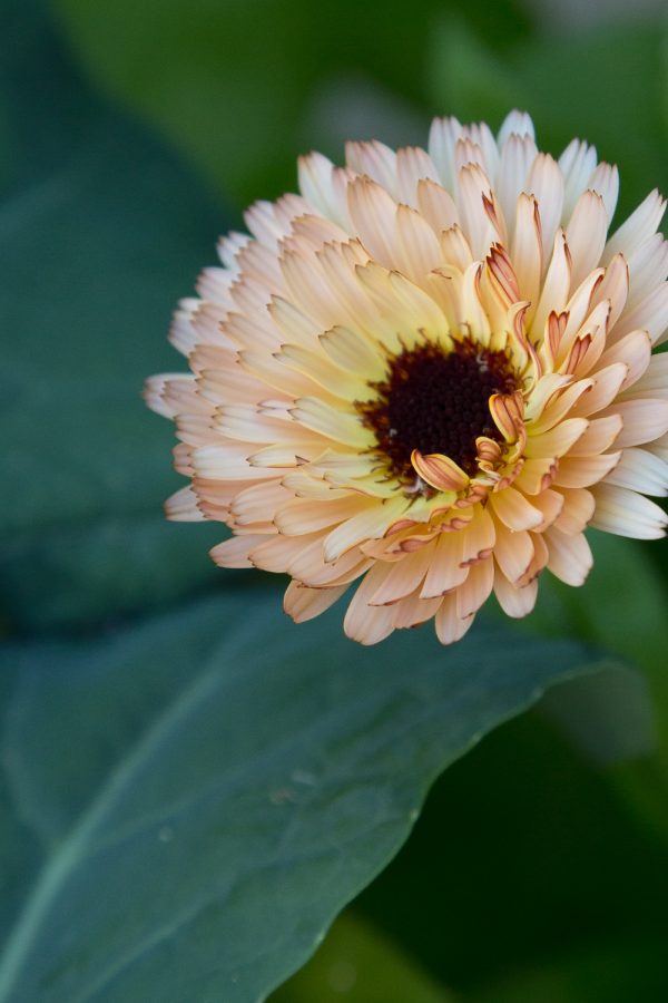 RINGBLOMMA 'Bronzed Beauty'
