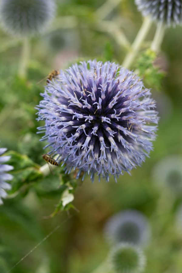 BOLLTISTEL 'Platinum Blue' - Bild 2