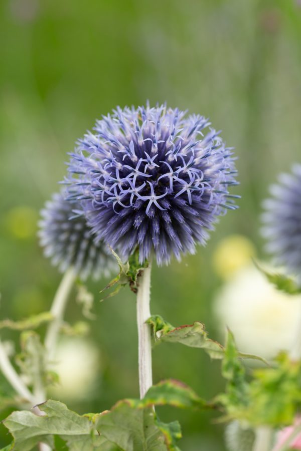BOLLTISTEL 'Platinum Blue' - Bild 3