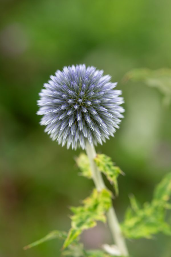 BOLLTISTEL 'Platinum Blue' - Bild 4