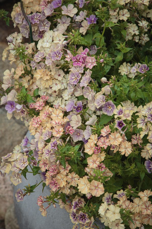 SOMMARFLOX 'Crème brûlée'