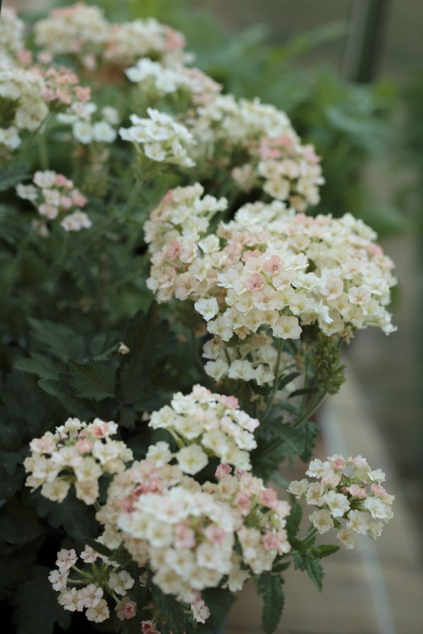 VERBENA HYBRIDA  'Peaches & Cream' - Bild 5
