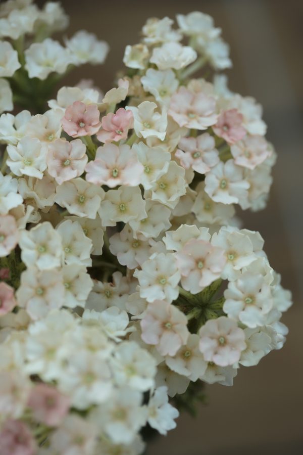 VERBENA HYBRIDA  'Peaches & Cream' - Bild 3