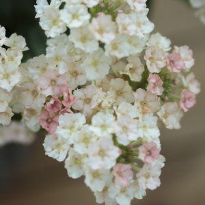 VERBENA HYBRIDA  'Peaches & Cream'
