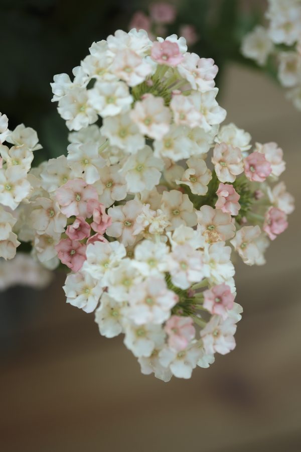 VERBENA HYBRIDA  'Peaches & Cream'
