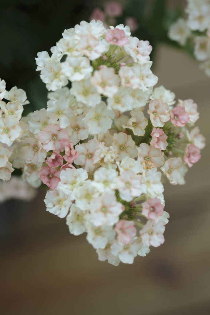 VERBENA HYBRIDA  'Peaches & Cream'