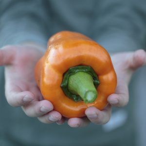 PAPRIKA 'Cubo Orange´