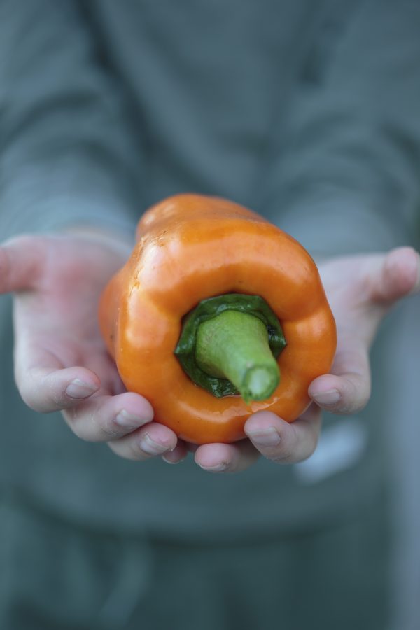 PAPRIKA 'Cubo Orange´