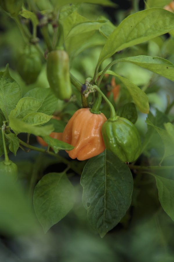 CHILI 'Habanero Dulce' - Bild 2