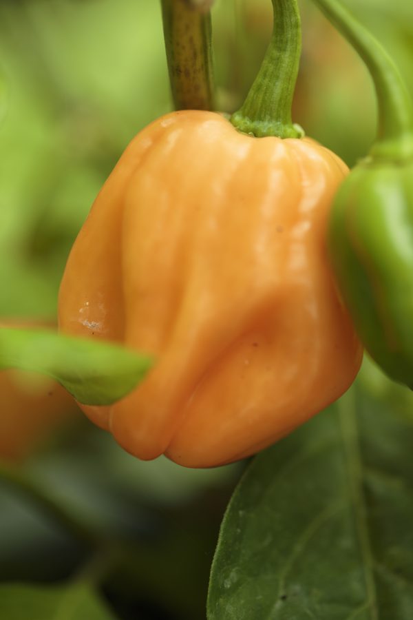 CHILI 'Habanero Dulce' - Bild 3