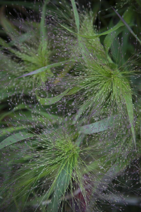 BUKETTHIRS 'Frosted Explosion' - Bild 2
