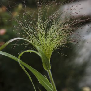 BUKETTHIRS 'Frosted Explosion'