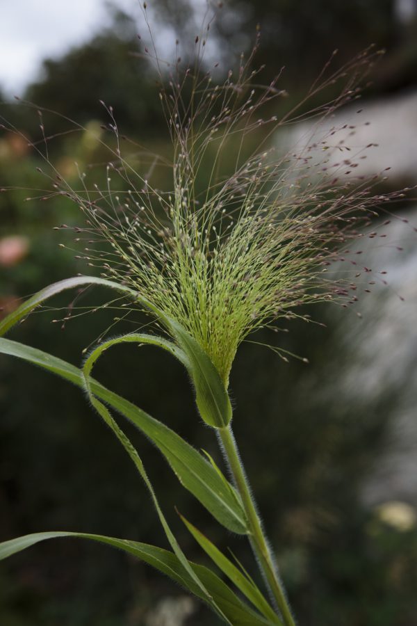 BUKETTHIRS 'Frosted Explosion'