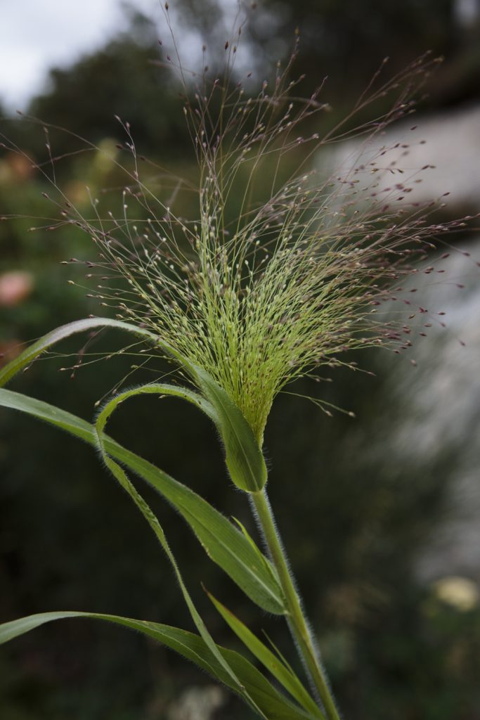 BUKETTHIRS 'Frosted Explosion'