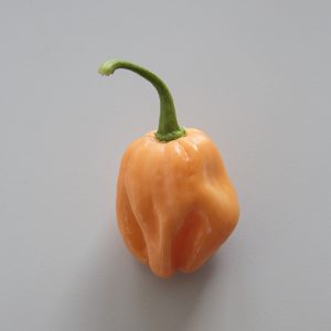 CHILI 'Habanero Dulce'