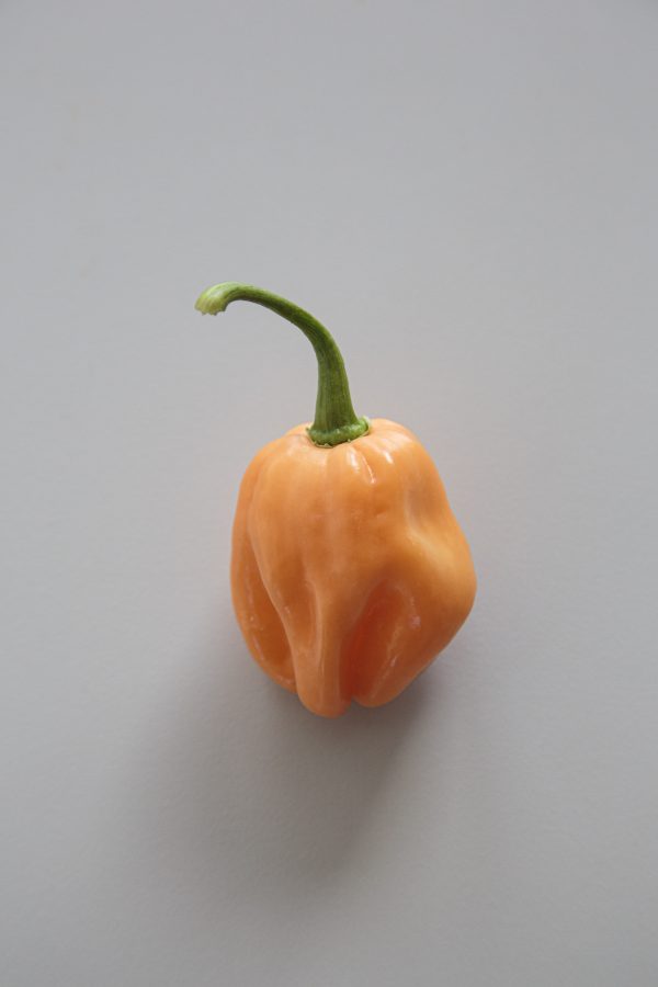 CHILI 'Habanero Dulce'