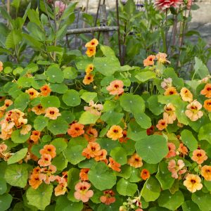 BUSKKRASSE 'Tip Top Apricot'