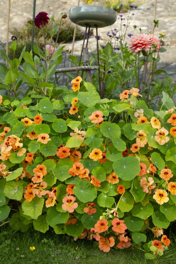 BUSKKRASSE 'Tip Top Apricot'