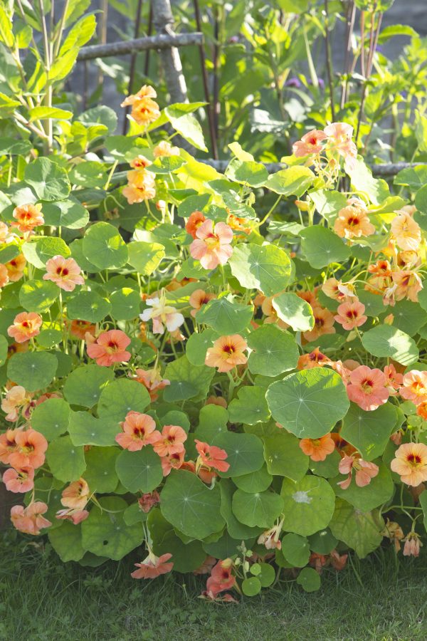 BUSKKRASSE 'Tip Top Apricot' - Bild 2