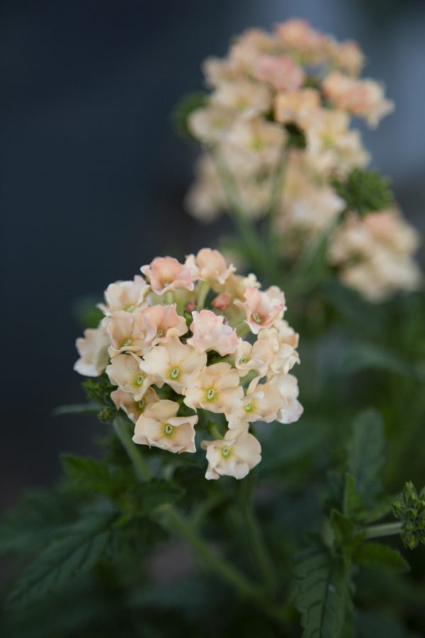VERBENA HYBRIDA  'Peaches & Cream' - Bild 4