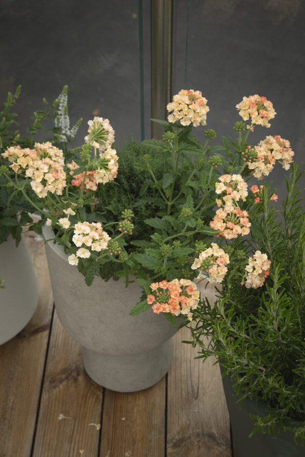 VERBENA HYBRIDA  'Peaches & Cream' - Bild 2